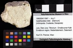 Foto (Objket + Etiketten) von Cracensigillatus gracilirostrus (Robins, Feldmann & Schweitzer, 2013) 